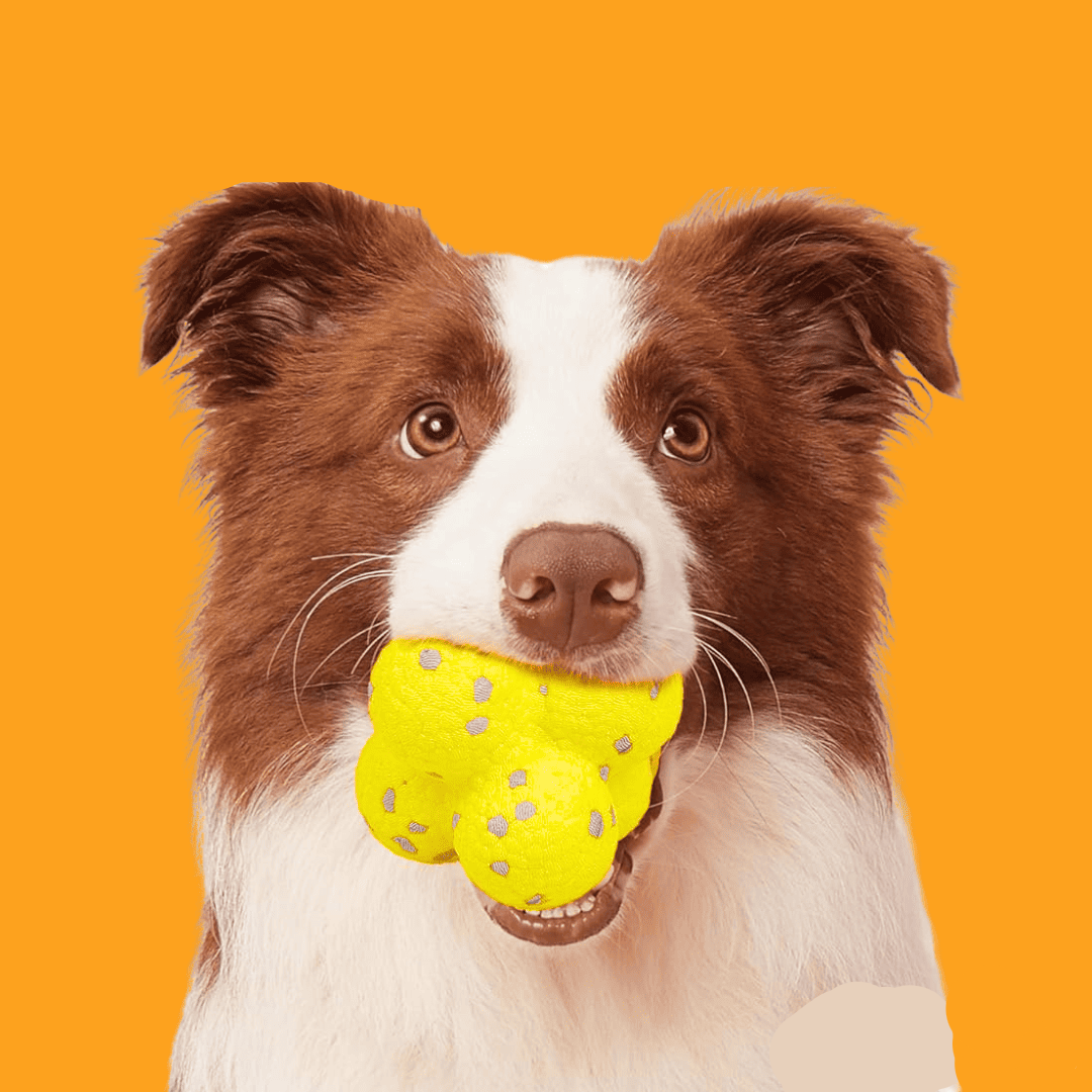 Interactive Dog Toy Ball – Fun Bouncing Play Toy