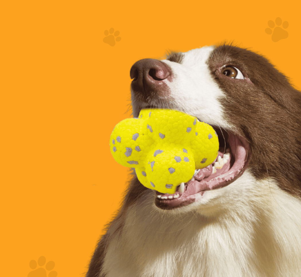 Interactive Dog Toy Ball – Fun Bouncing Play Toy