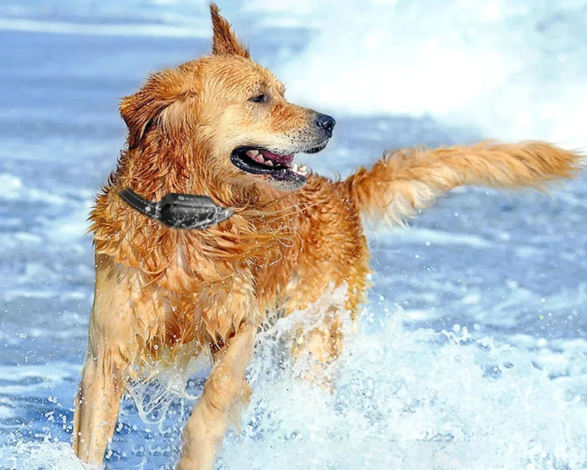 Electric Dog Training Collar with Remote Control