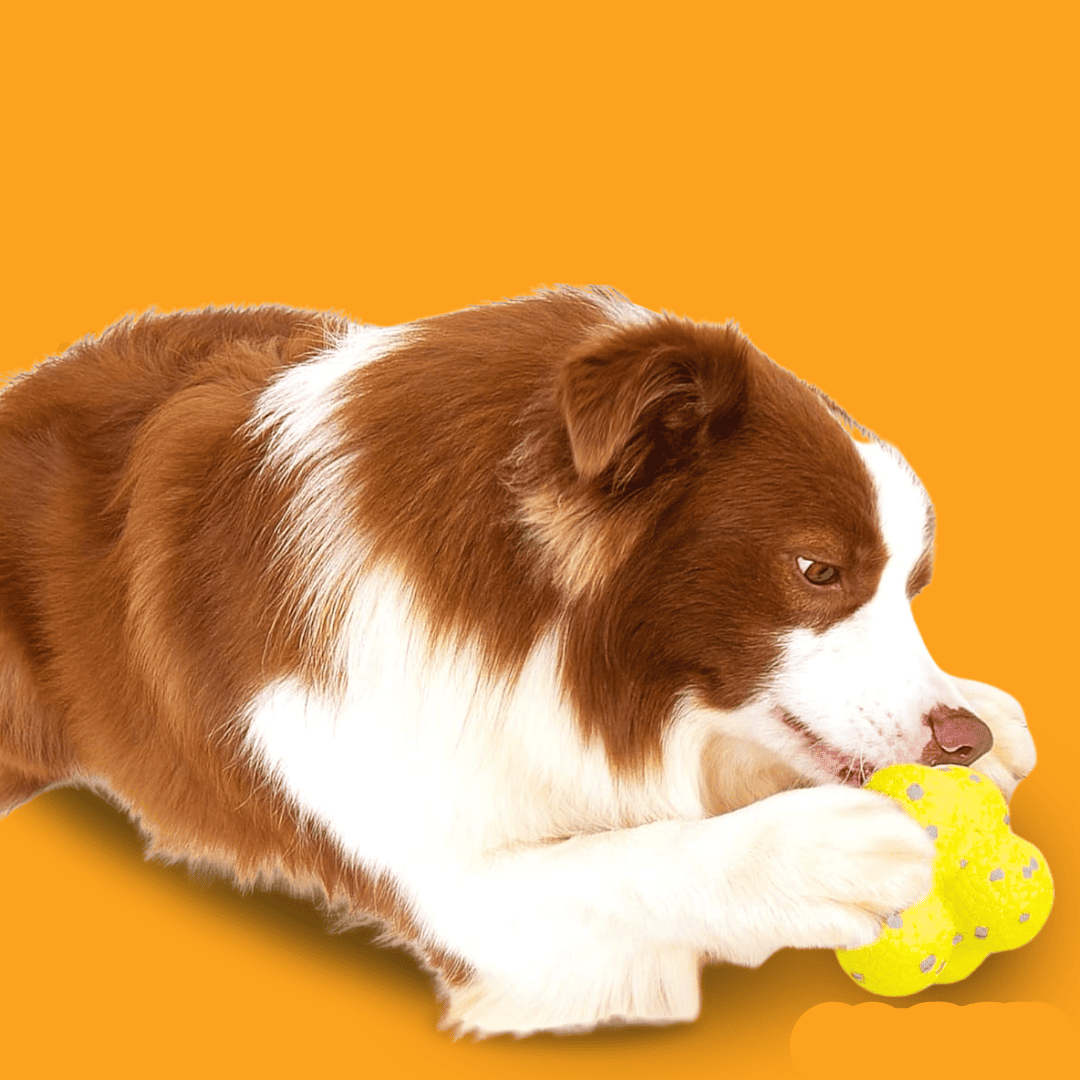 Interactive Dog Toy Ball – Fun Bouncing Play Toy