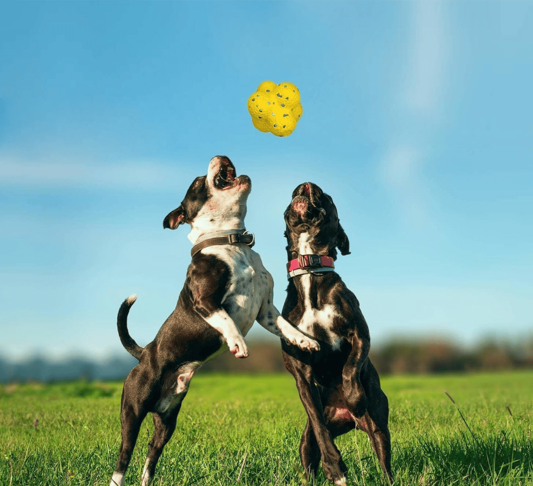 Interactive Dog Toy Ball – Fun Bouncing Play Toy