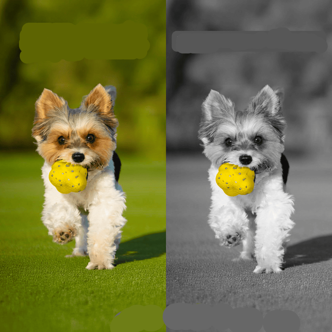 Interactive Dog Toy Ball – Fun Bouncing Play Toy