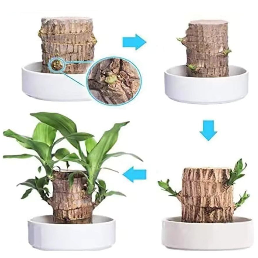 Lucky Brazilian Wood Plant Home
