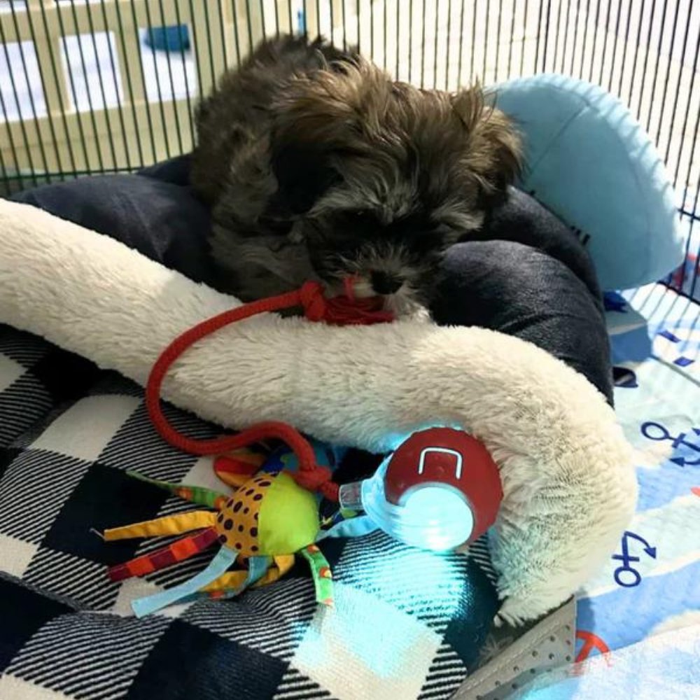 Smart Rolling Dog Toy | Lights Up and Keeps Pets Active