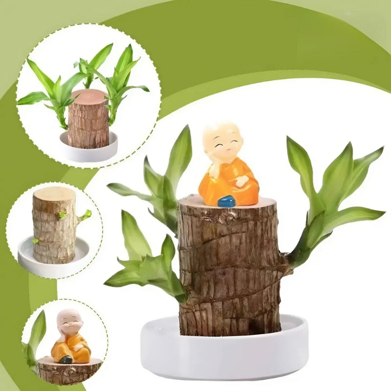 Lucky Brazilian Wood Plant Home