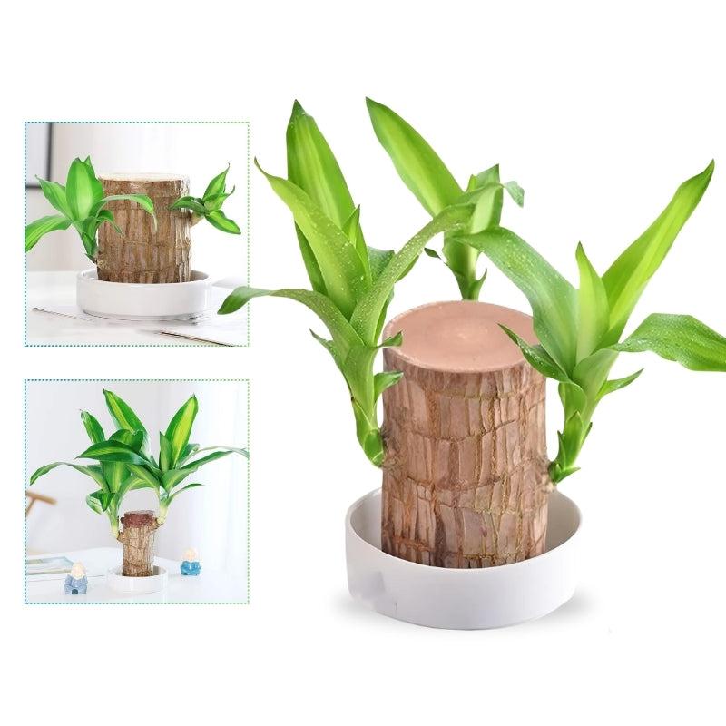 Lucky Brazilian Wood Plant Home