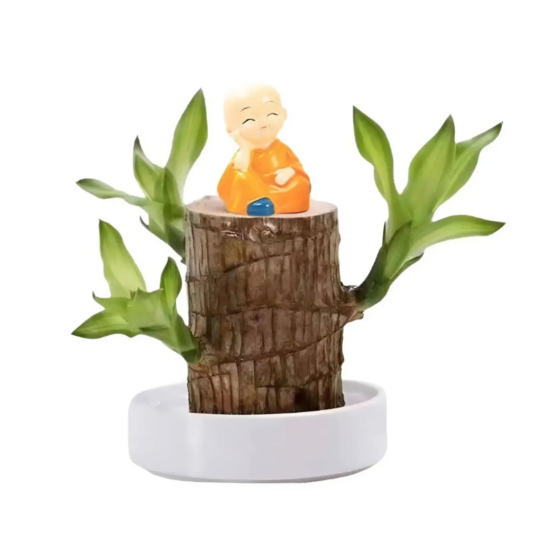 Lucky Brazilian Wood Plant Home