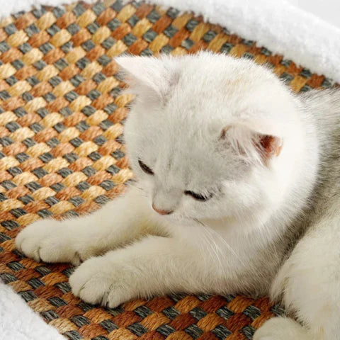 Luxyecs | Cat Scratching Haven