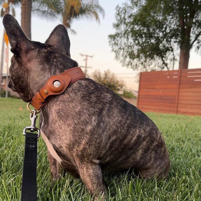 Smart AirTag Collar for Dogs | Reliable Tracking Made Easy