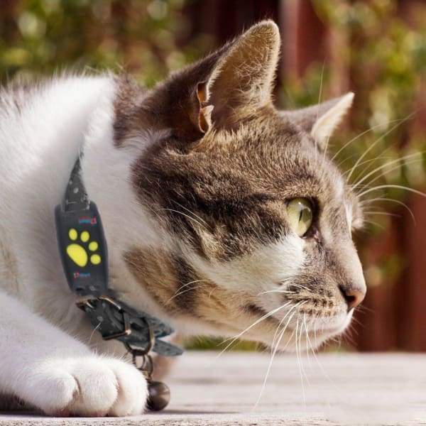 Cat GPS Tracker | Real-Time Tracking Without Subscription for Pet Safety