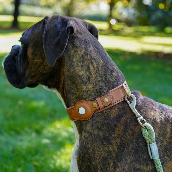 Smart AirTag Collar for Dogs | Reliable Tracking Made Easy